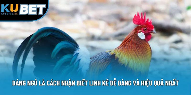Dáng ngủ là cách nhận biết linh kê dễ dàng và hiệu quả nhất