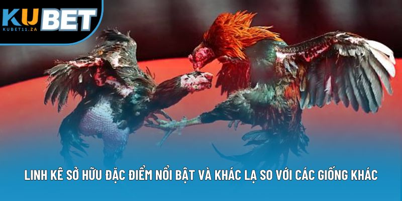 Linh kê sở hữu đặc điểm nổi bật và khác lạ so với các giống khác