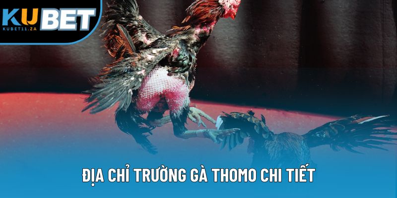 Địa chỉ trường gà thomo chi tiết
