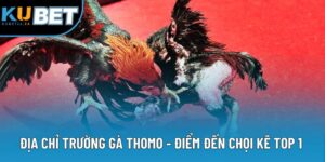 Địa Chỉ Trường Gà Thomo - Điểm Đến Chọi Kê Top 1 Châu Á