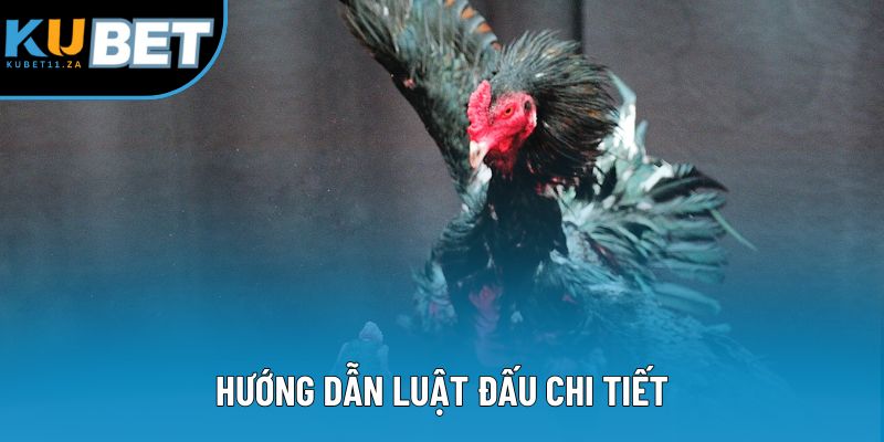 Hướng dẫn luật đấu chi tiết