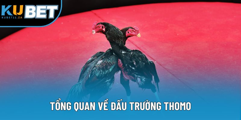Tổng quan về đấu trường thomo