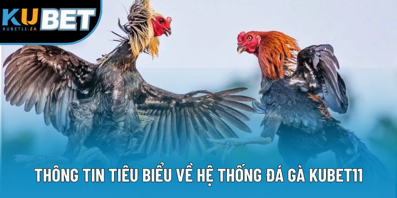 Thông tin tiêu biểu về hệ thống đá gà KUBET11 Thông tin tiêu biểu về hệ thống đá gà KUBET11