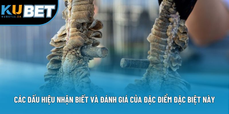 Các dấu hiệu nhận biết và đánh giá của đặc điểm đặc biệt này